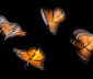 Four monarch butterflies, backlit and blurred