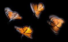 Four monarch butterflies, backlit and blurred